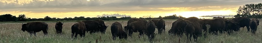 Arrowhead Bison