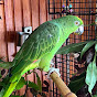 Попугай Амазон Лара  The Amazon Lara parrot