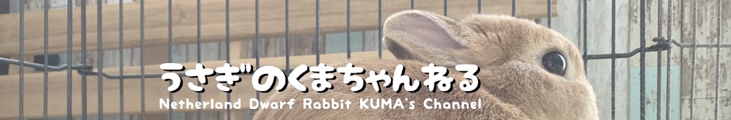 Netherland Dwarf Rabbit KUMA's Channel