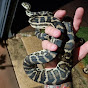 AustralianPythons-Imbricata 