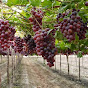 TAMAN ANGGUR Jember - TAJem Grape