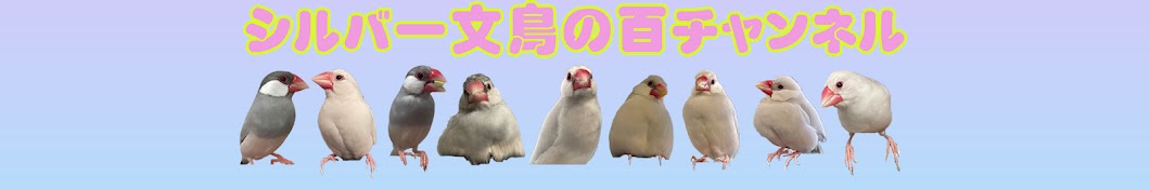 シルバー文鳥の百チャンネル