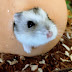 Hamsterinfo