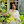 Ms_komal avatar