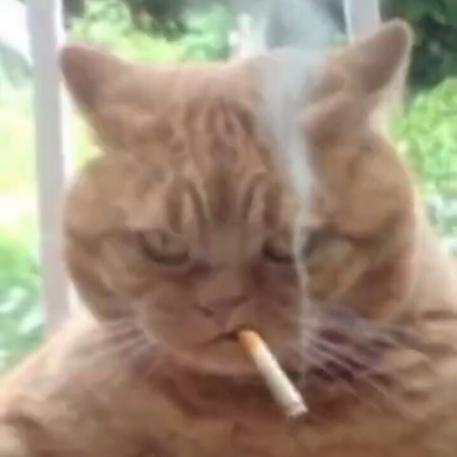 Кот с сигаретой. Кот курит сигарету. Курящий котик. Смешной кот с сигарой.