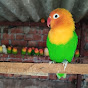 Rj11 parrot world