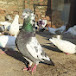 Allahabad pigeon