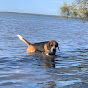 Beagle 'Bailey' Australia Adventures