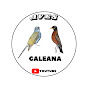 aves Galeana