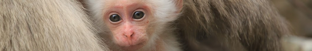 Jigokudani Yaenkoen地獄谷野猿公苑（Snow Monkey）