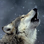 Wild Wolf