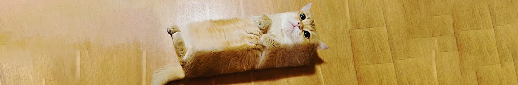 Funny Cats Life Banner