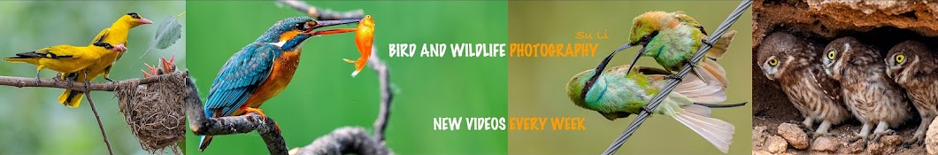 SuBirds Nature Tours Banner