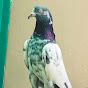 Rohtas Pigeons Club