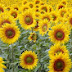 sunflower_5874