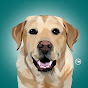 Magnus The Therapy Dog youtube avatar