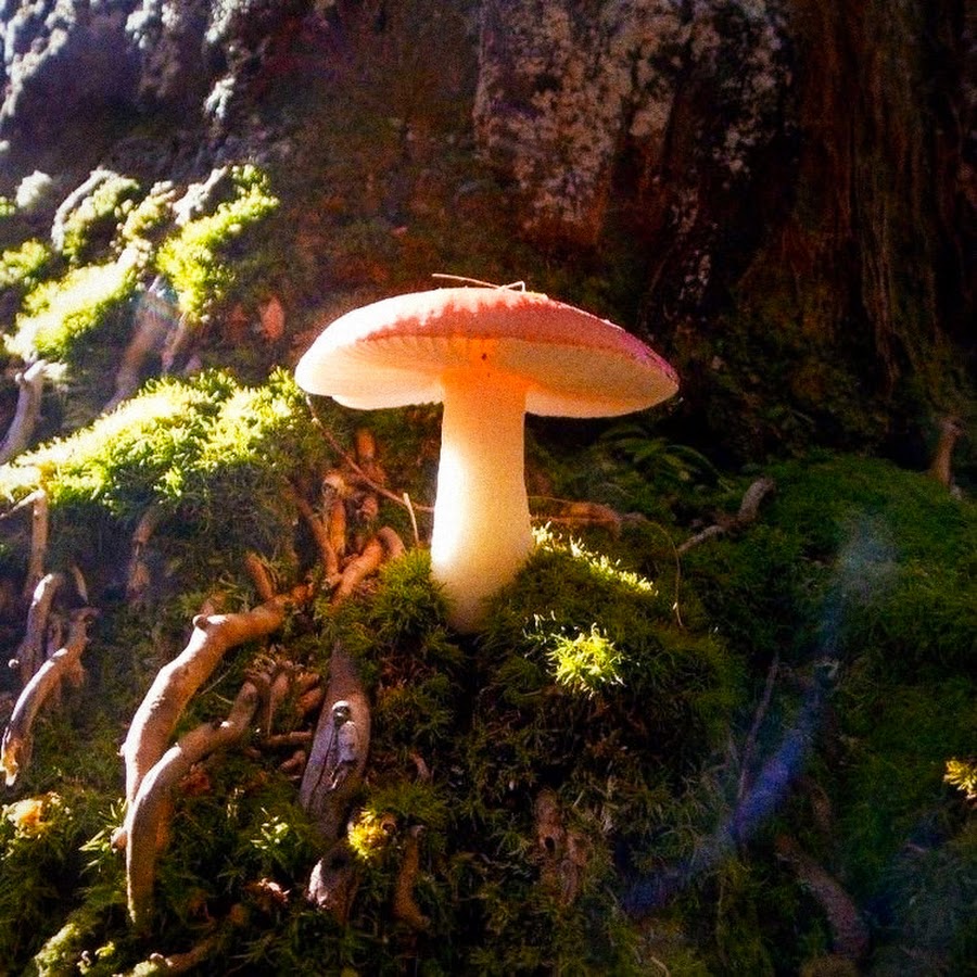 Dreamcore грибы