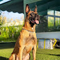 Trại chó Nghiệp Vụ Malinois (Béc Bỉ)  Hà Nam.