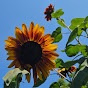 Crocheted sunflowers (Heidi D)