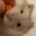 Brawl hamster