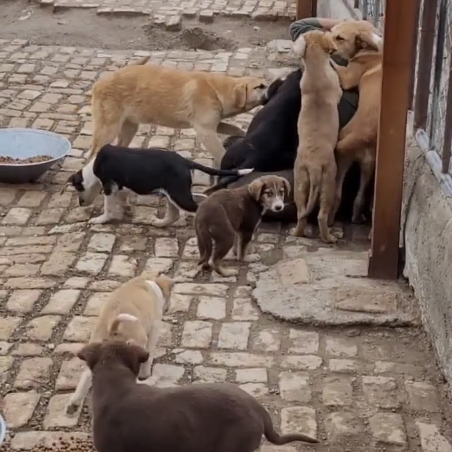 dogs shelter in iran - YouTube