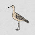 Call of the Curlew