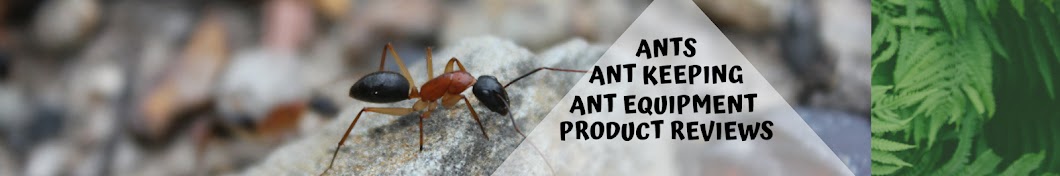 Novo Ants Banner