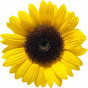 Sunflowerss Channel