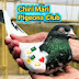 Chiri Mari Pigeons Club 