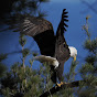 Great Lakes Bald Eagle Cam