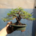 Ari Bonsai