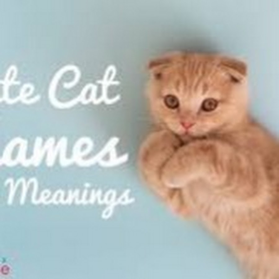 Имя кэт. Cute Cat names. Cat names. What's the name for the Cats. That's not my Kitten.