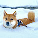 Shiba in the Rockies