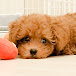 Toy Poodle Pokotan