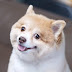 Shiba Doge