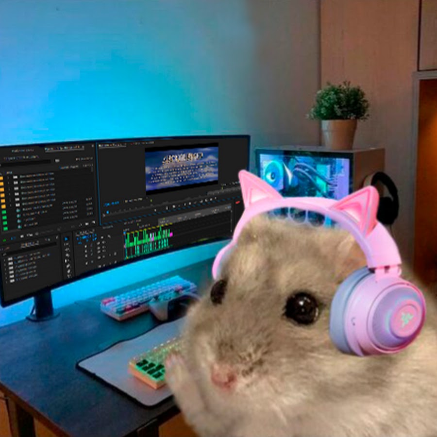 Twitch hamster - YouTube