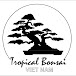 Bonsai Nhiệt Đới