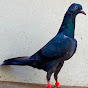 Jd Pigeon 