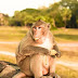 Monkey Life at Angkor Wat