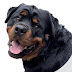 Dyce de rottweiler