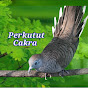 Perkutut Cakra