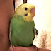 Tweety The kissing Bird Parakeet