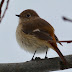 Kuchibashi3728ー自然風景と野鳥たち