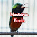 Masteran burung kicauan