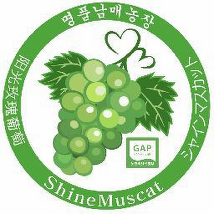 명품남매농장 Premium Shinemuscat Farm - YouTube 명품남매농장 Premium Shinemuscat Farm