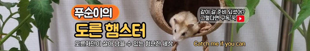 Dorn Hamster