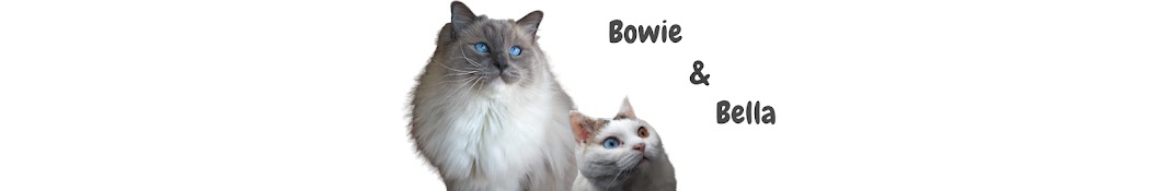 Bowie The Ragdoll Cat Banner