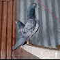 Ali pigeon lover 