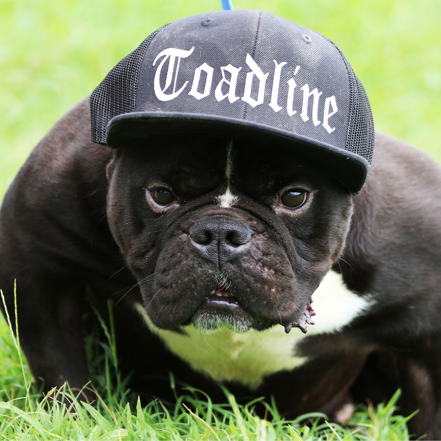 Toadline bulldog hotsell