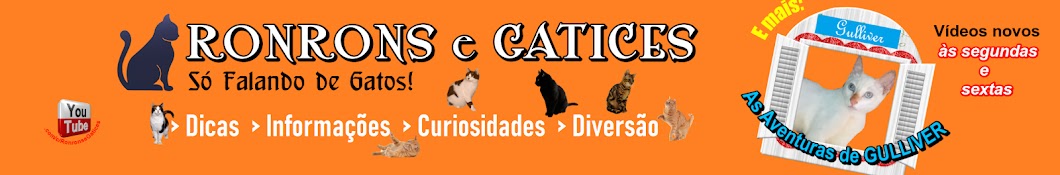 adotar gato – Gatices